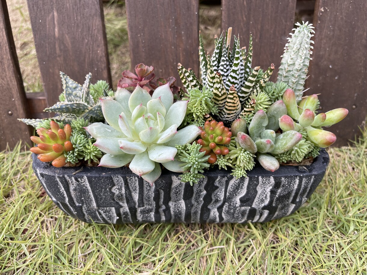 多肉植物の寄せ植えお作りします 多肉植物の専門家があなたにピッタリの寄せ植えをお作りします イメージ7