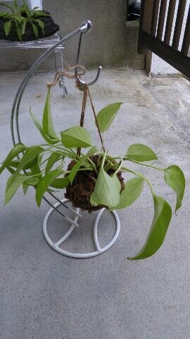 コケ玉を手作りすることを教えます 好きな花や観葉植物をコケ玉にして、お部屋・玄関なとに飾ります イメージ1