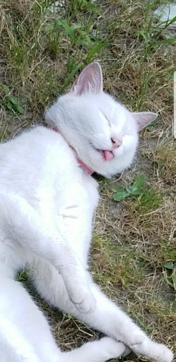 本日オープン深夜に話し聞きます お電話での深夜食堂です、たまに猫が乱入してくるかもです イメージ2