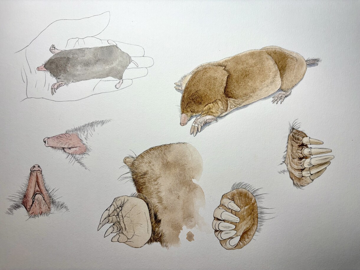 プロが世界に一枚のリアルなペット鉛筆画を描きます 昆虫・魚類・両生類・爬虫類・鳥類・哺乳類まで全対応します イメージ10