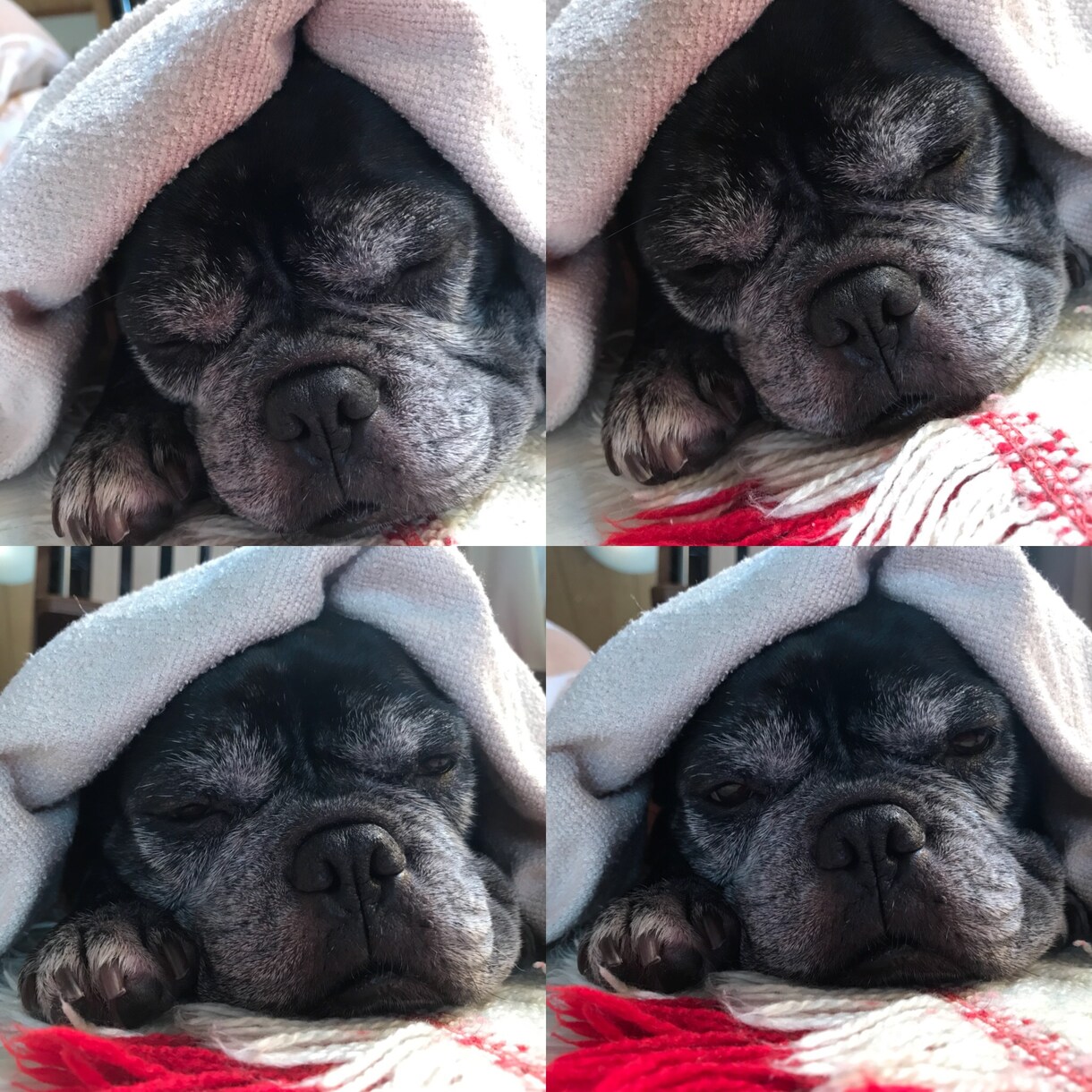 動物家族さんとお話します 愛する動物家族さんお聞きしたい話ありませんか？ イメージ1