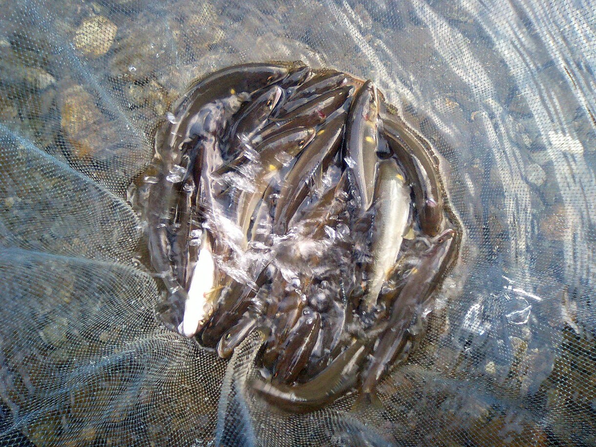 鮎釣りで1日２０匹以上釣れるテクニックを伝授します なかなか鮎が釣れないという方、ご相談下さい。 イメージ1