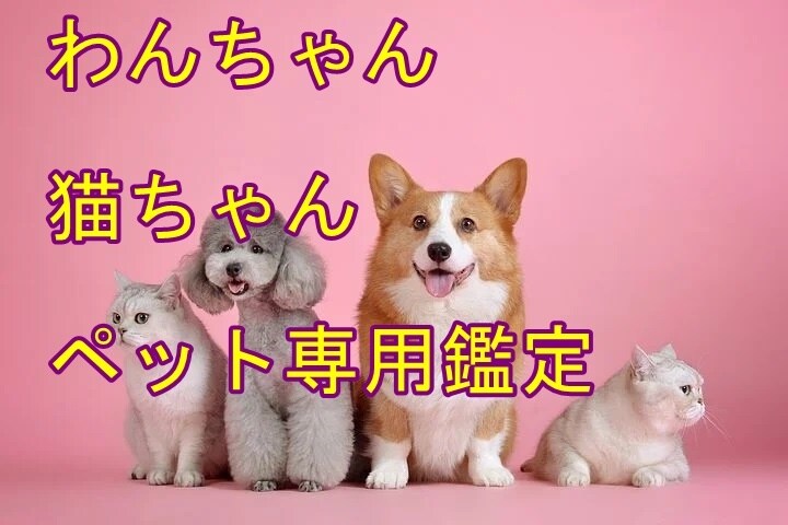 ペットちゃんに関する専用の鑑定します 気持ち、ヒーリングなどペットについて占います イメージ1