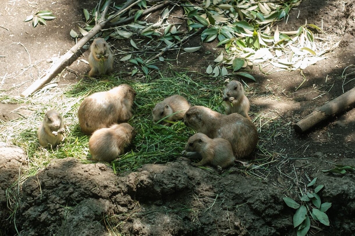 あなたの代わりに動物を撮影します 【動物好きによる】物件カメラマンの動物撮影代行 イメージ7