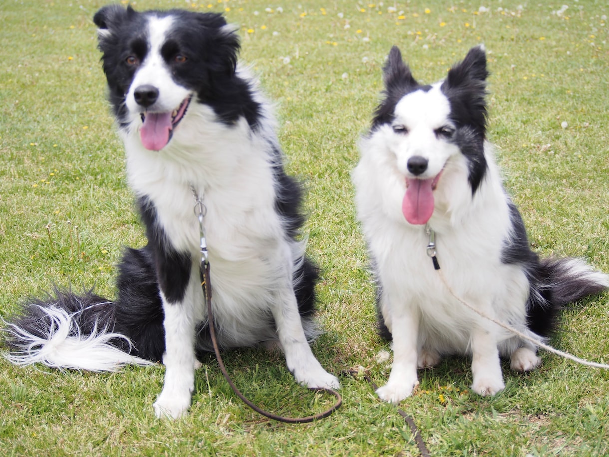 愛犬介護のご相談のります 夫はドッグトレーナー・生涯愛犬家がアドバイス イメージ1