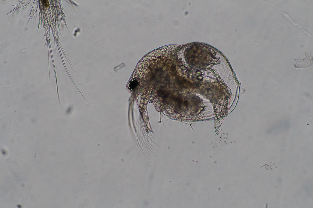 プランクトンの顕微鏡写真を提供します 元生物教師がミジンコやボルボックスの綺麗な写真を撮りました。 イメージ5