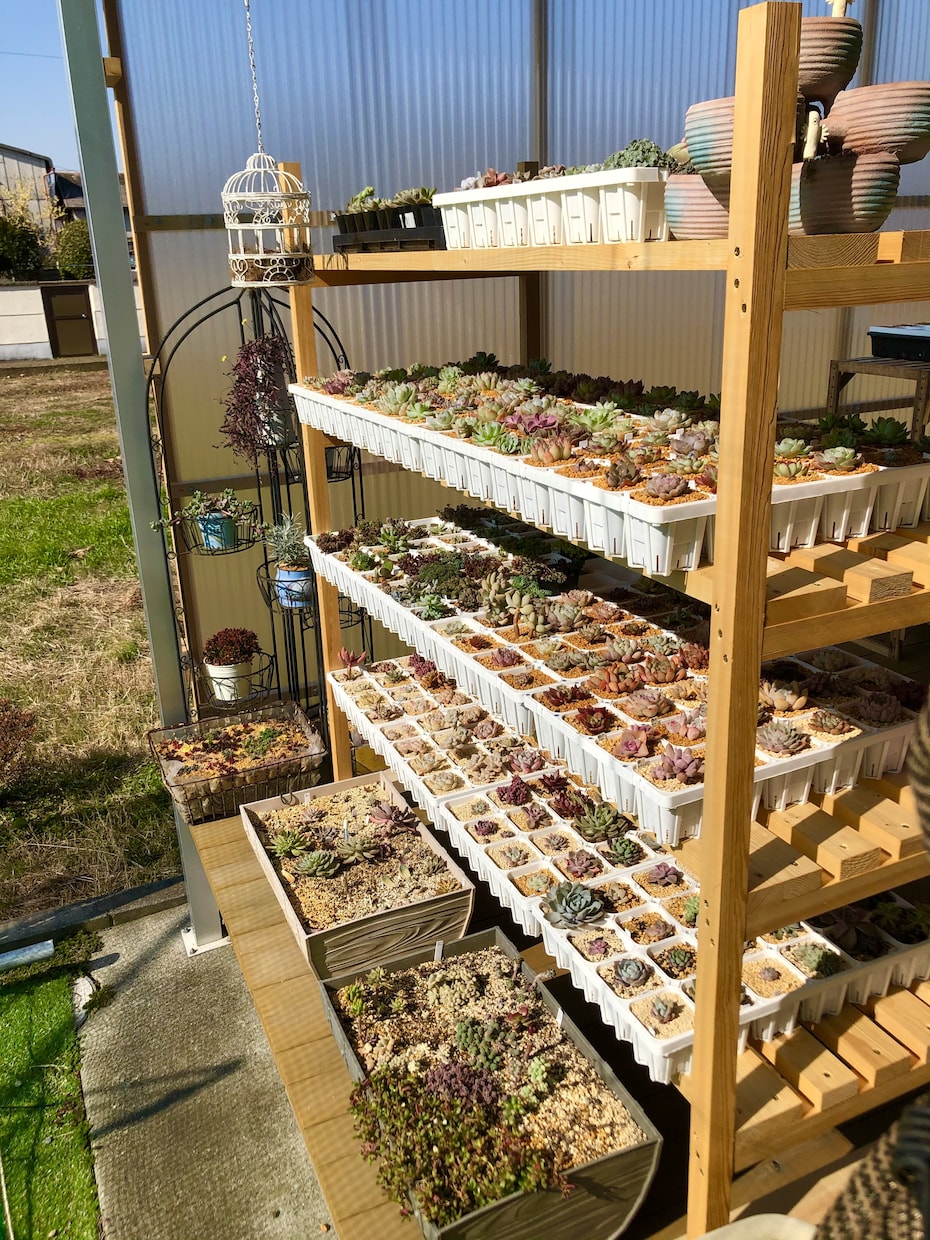 多肉植物のお悩み解決のお手伝いいたします 属種により違う育て方、寄せ植え方をお教えします！ イメージ3