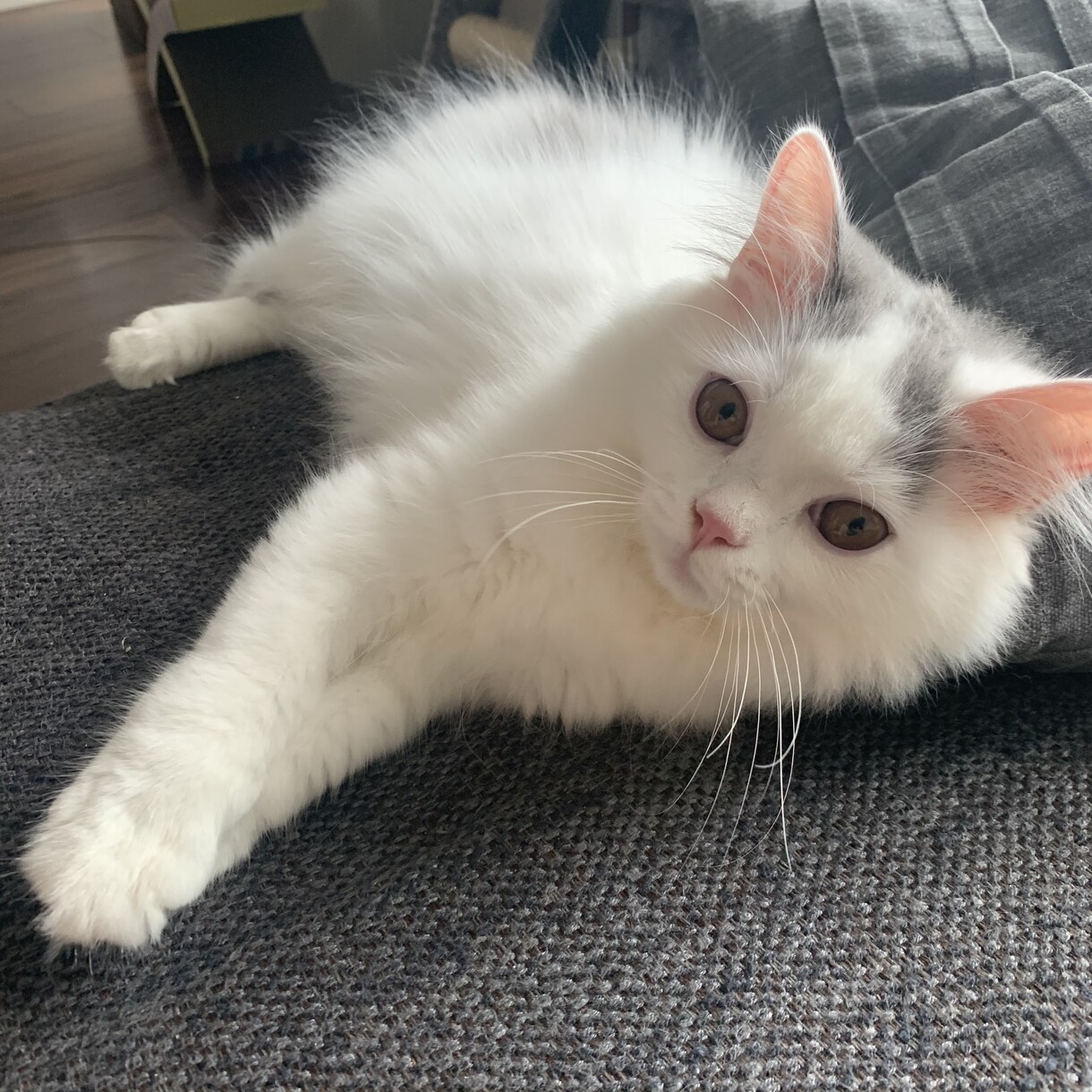 子猫(生後5ヶ月まで)の飼育質問にお答えします 「これって他の人はどうしてるんだろう、、？」の疑問に答えます イメージ1