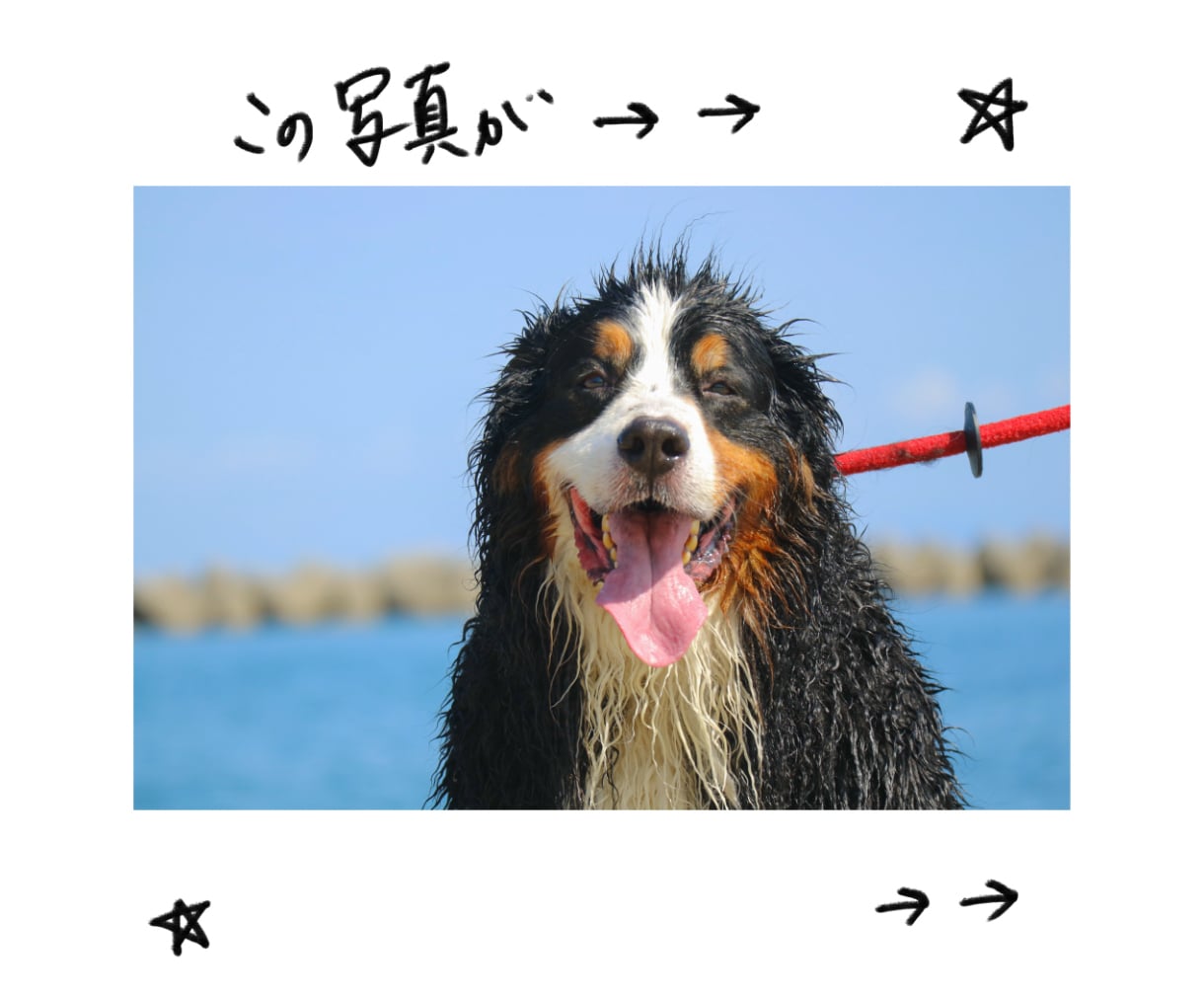 ペットのお写真をアート風イラストにします 動物のお写真を唯一無二のアートな作品に！ イメージ2