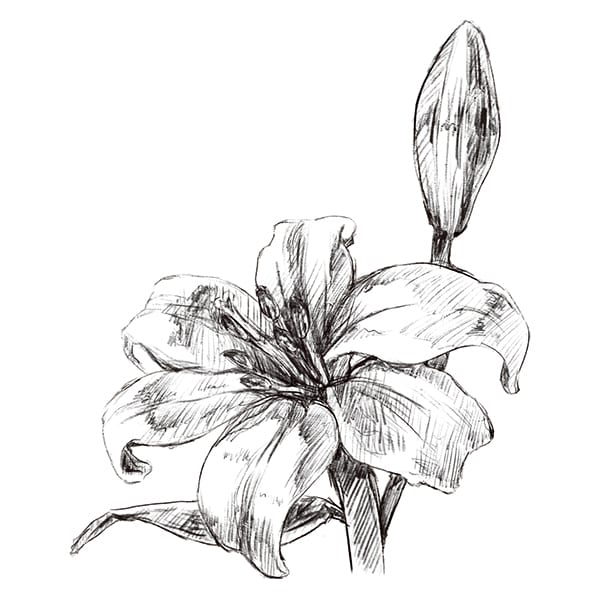 レトロ・クラシカルな印象のペン画描きます 花・食べ物・楽器etc...　"欲しい"にお応えします。 イメージ3