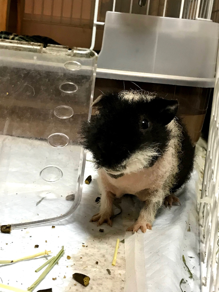 モルモットのこと何でも相談乗ります 飼い方、ケージ、多頭飼育など…繁殖のこと以外ならなんでも！ イメージ4