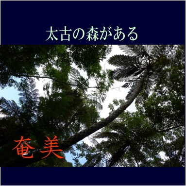 奄美大島をディープにガイドします ここが知りたい！ウェブにはない情報をお伝えします。 イメージ2