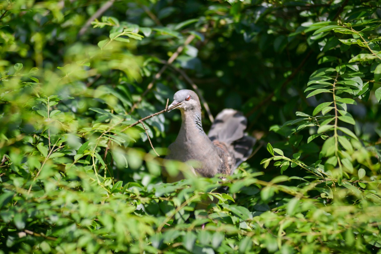 写真データ販売致します 鳥など自然を撮っております。色々な写真があります。 イメージ9