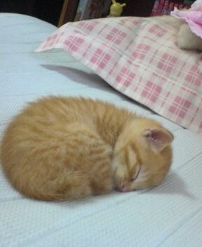 あなたに合ったアロマオイルを選びます。！！ イメージ1