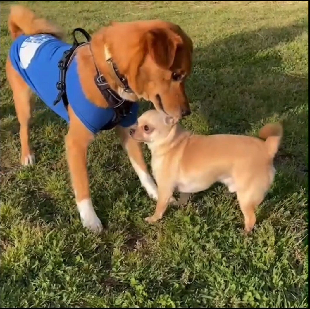 ワンちゃんを迎える準備、心構えをお話します （スタートから悩まない、ワンちゃんの飼育環境整備） イメージ5