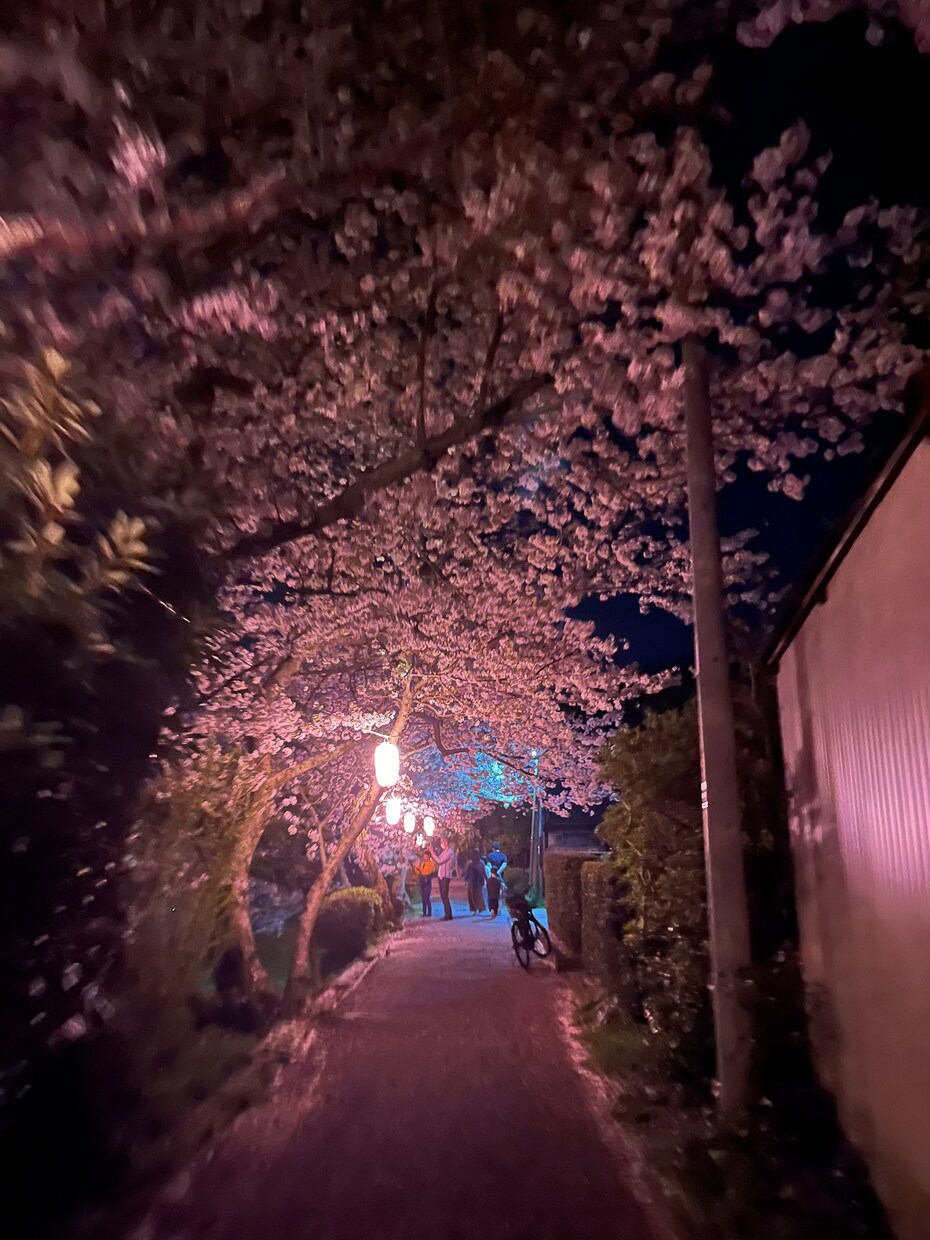 桜の画像などを用意しています 夜桜の画像を用意しています他の写真も用意できます イメージ2