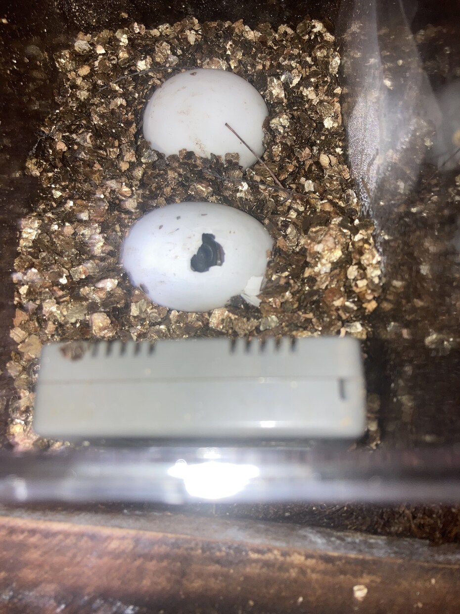 爬虫類の飼育相談を承ります 爬虫類全般の飼育相談！※専門雑誌掲載経験が複数回あります イメージ4