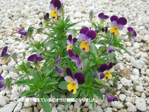 花の種　いろいろ　選べます 自家栽培の種ですが、いろいろあります。 イメージ1
