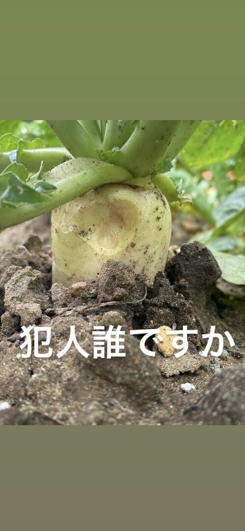 野菜の育て方、アドバイスさせて頂きます 種苗メーカー、農場長の経験をもとにアドバイスします。 イメージ1