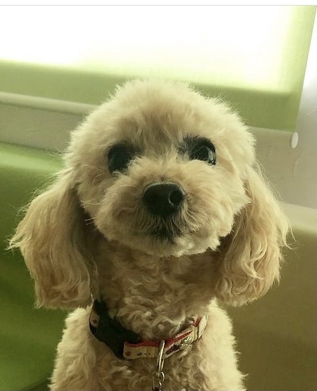 かわいいペットのイラスト作成します 愛犬家の皆様！SNSの画像などに イメージ7