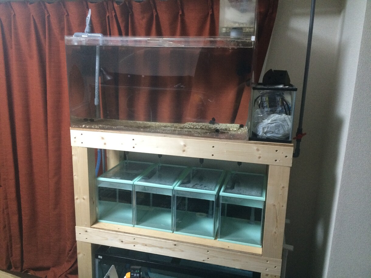 熱帯魚の飼育の相談お受けします 観賞魚の飼育に関する問題の具体的解決案を提案します！ イメージ3