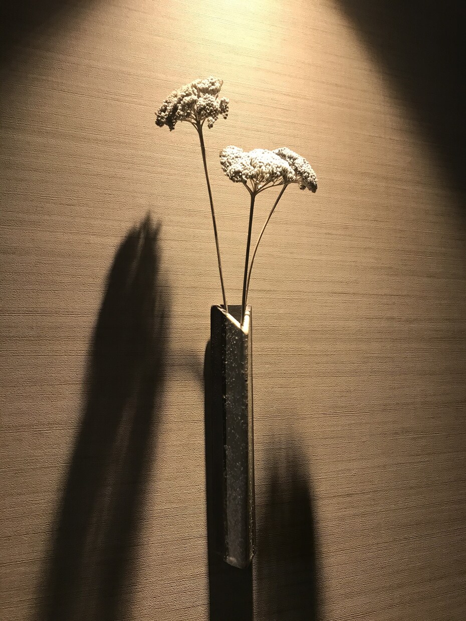 観葉植物の育て方を樹種により詳しくご説明します 樹種によって特性(暗さに弱いなど)は全然違う！！ イメージ4
