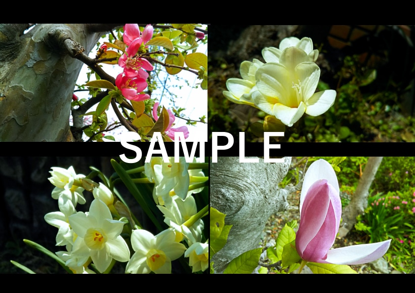 気軽に使えるワイドサイズの「春の花」写真提供します HPやブログなどの素材にどうぞ・蕾写真があるもの含めて24枚 イメージ4