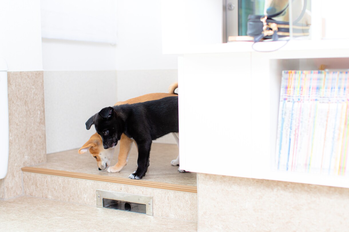 ペット共生住宅、犬と一緒に暮らす家を提案します 掃除も世話もしやすくするプランをご提案・アドバイスします イメージ6