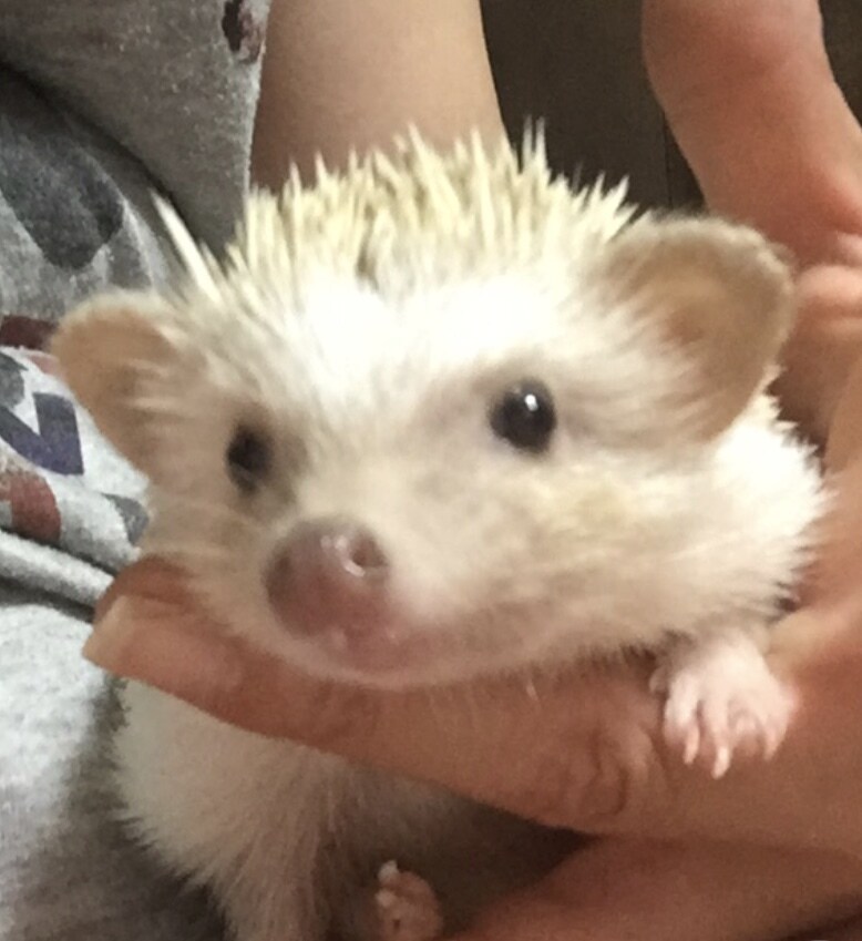 ハリネズミの飼い方＆買い方教えます ハリネズミ飼育の経験に基づいたアドバイス。 イメージ4