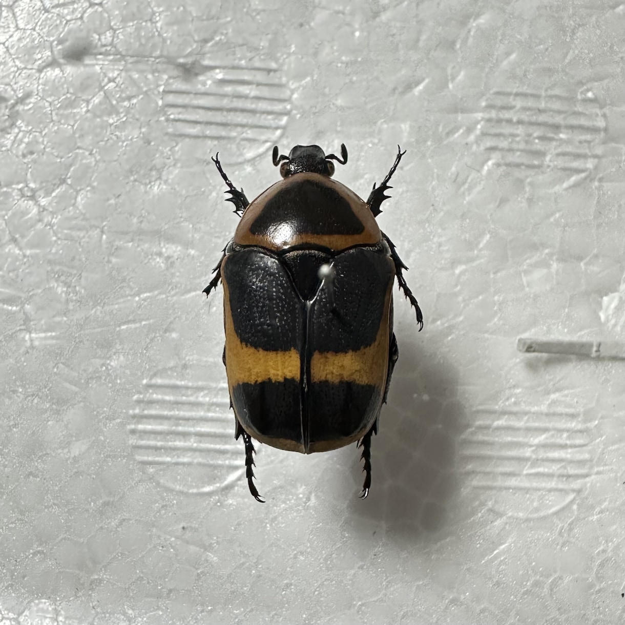 昆虫標本の作成を代行します 屋号名: BOOM INSECT イメージ9