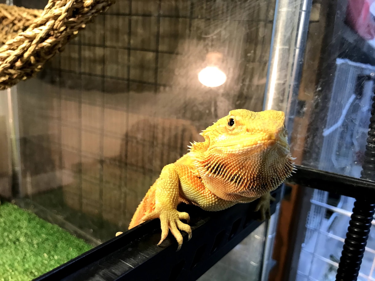 フトアゴヒゲトカゲのこと何でも相談乗ります 飼い方、餌、ケージ….繁殖のこと意外ならなんでも！ イメージ3