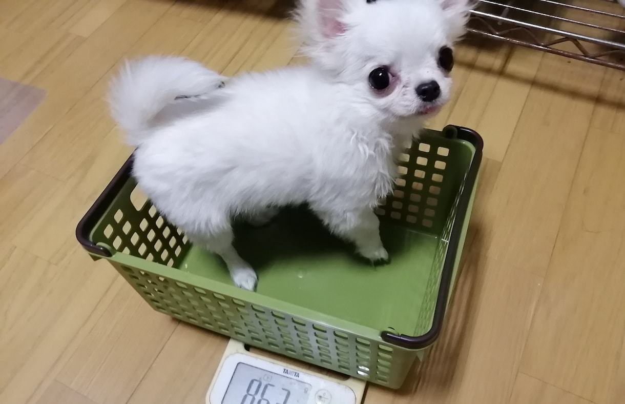 犬に関するご相談。甘噛みやトイレのしつけ等々。ます 犬を飼う前に犬も飼い主も不幸にならないために知っておきたい。 イメージ1