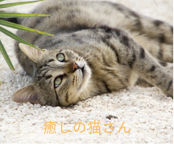 苦しまないでお話して！自分責めはやめられます 心に寄り添い生きやすさを一緒に探してサポートします イメージ7
