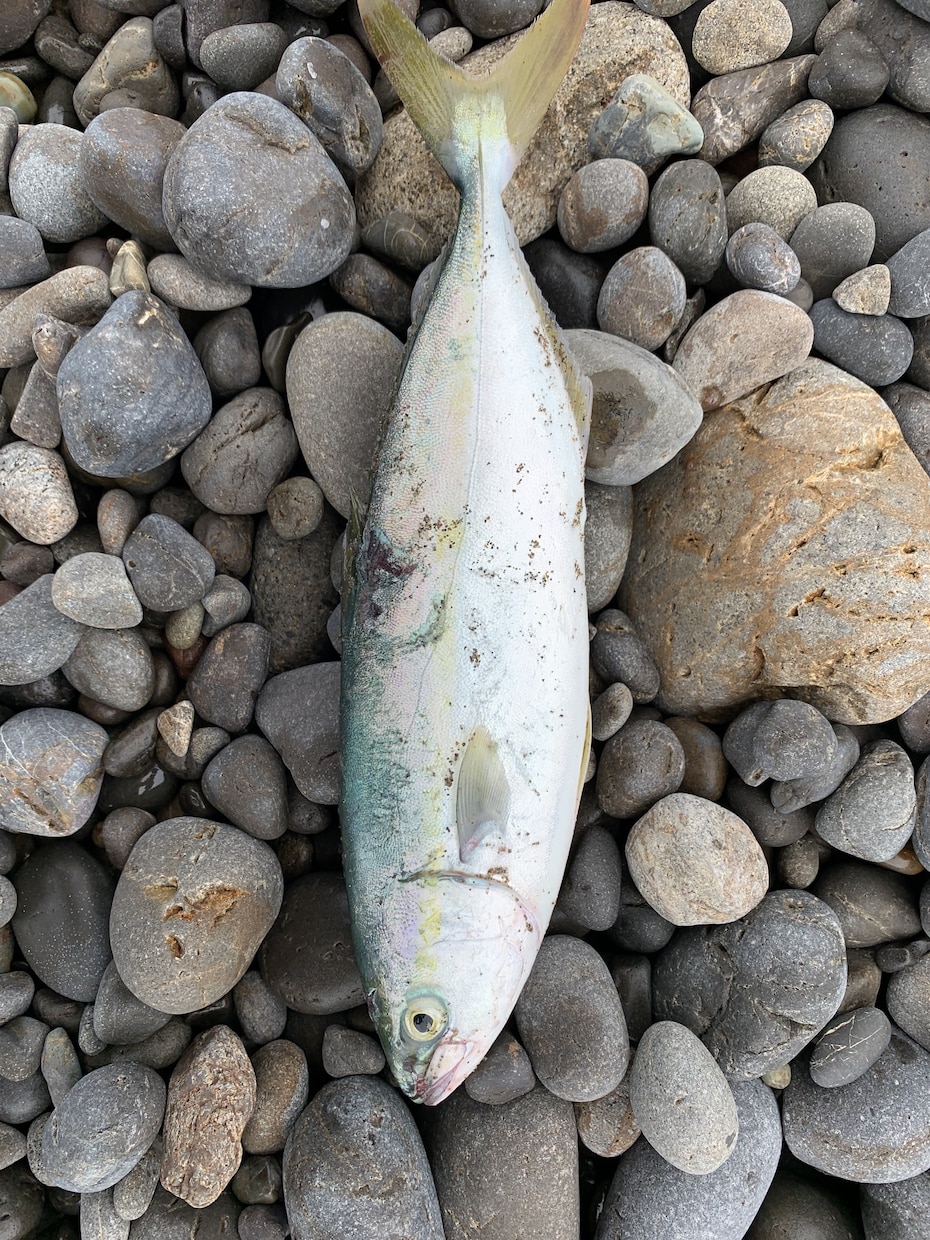 和歌山県で海釣りポイント教えます 海釣りで釣れるポイント釣れる魚教えます イメージ1