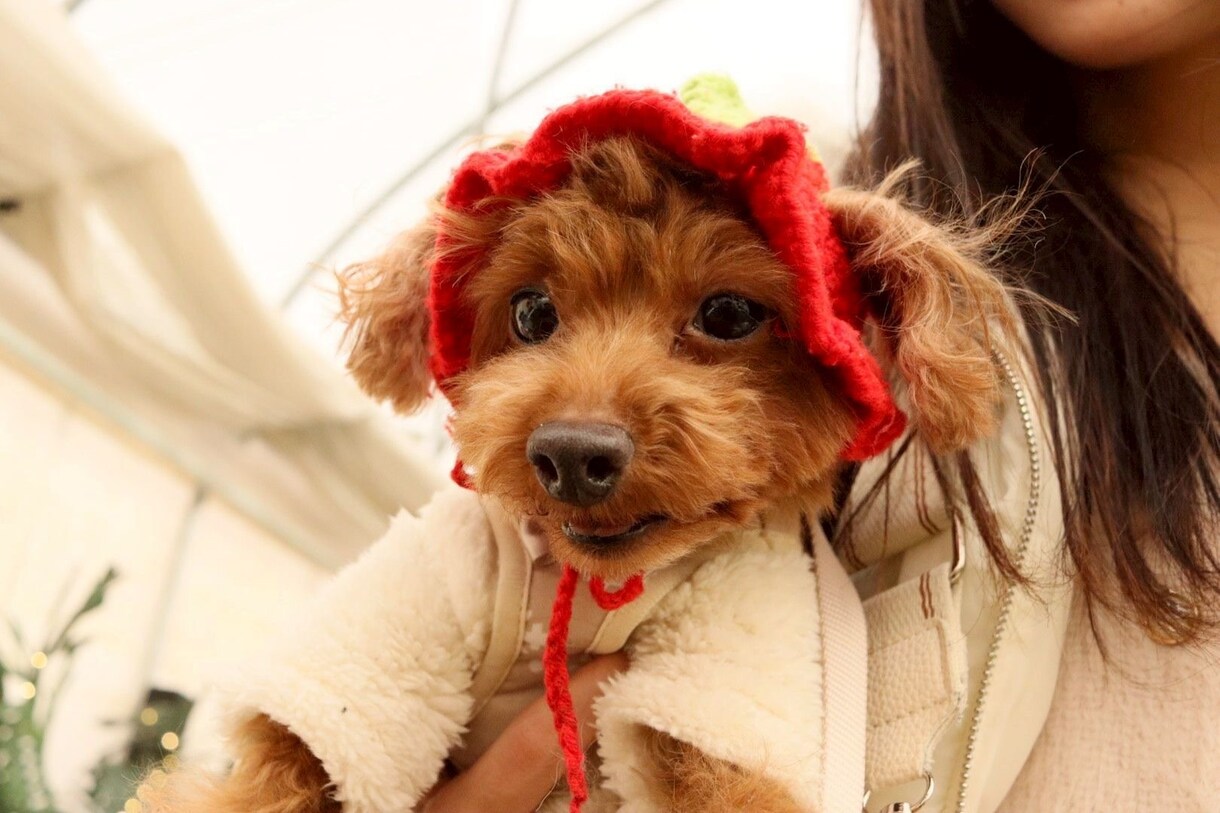 愛犬の写真・動画で癒しをお届けします 疲れているあなたへわんちゃんの癒しをお届けします(資格保有) イメージ4