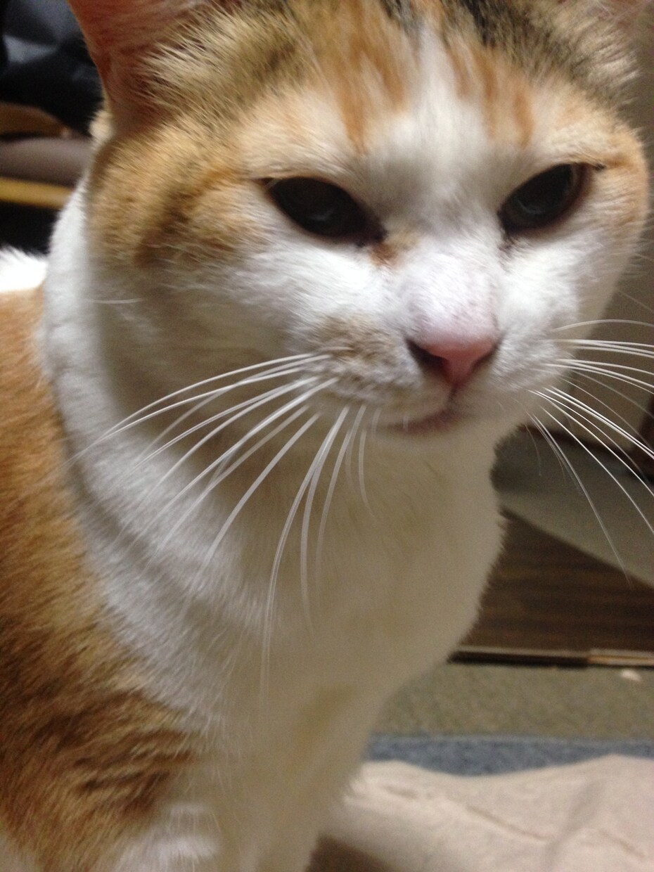 夜眠れないあなたのお話相手になります 眠れないけれど友達も寝てしまって暇な方お気軽に！！ イメージ1