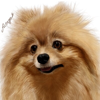 とても美麗！写真レベルのうちの子の似顔絵かきます ペット専門イラストレーターが丹精込めて描かせていだたきます！ イメージ7