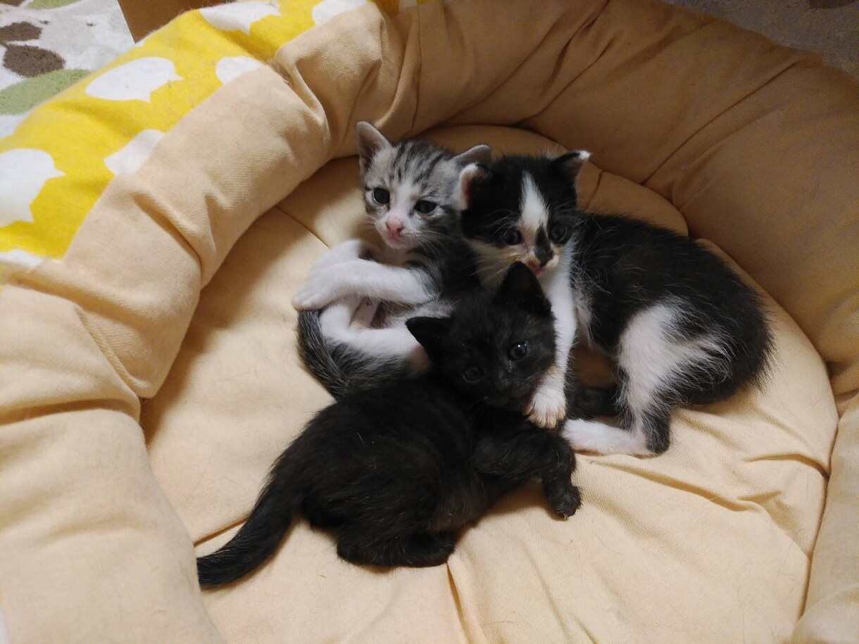 あなたとネコにあった暮らし方アドバイスします ネコとの生活で抱えている悩みや、困りごとの相談に乗ります イメージ3