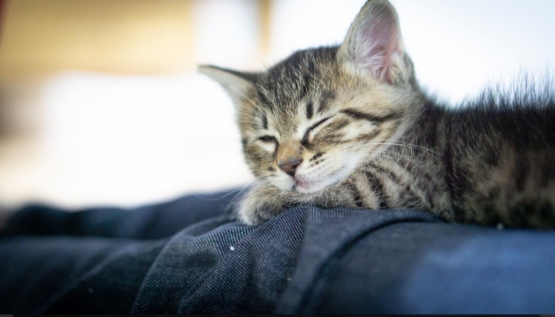 福岡の猫好きママが1分～あなたの疲れを癒します お帰り〜！お疲れ様〜!!そんな言葉であなたを迎えます!! イメージ2