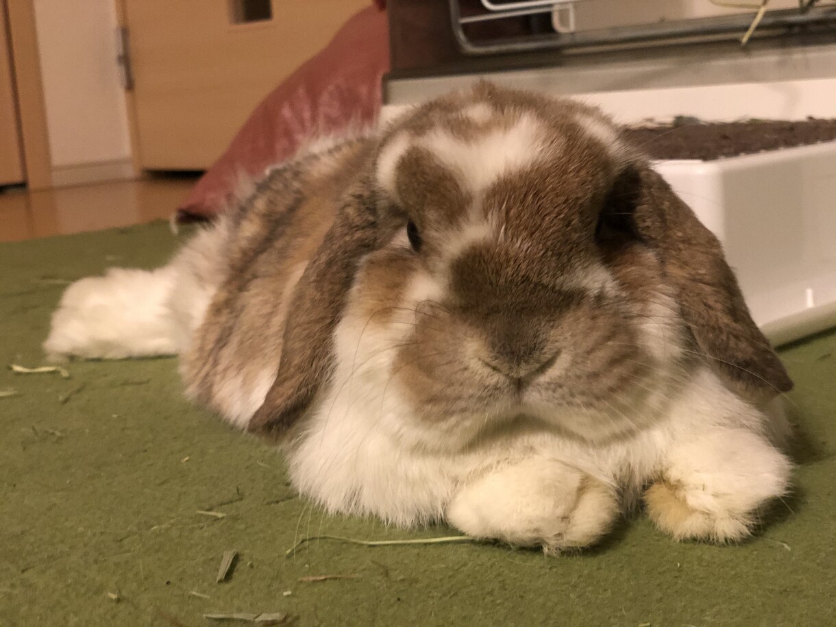 獣医師がうさぎのご不明点を解決します うさぎのことならお任せ下さい！ イメージ1