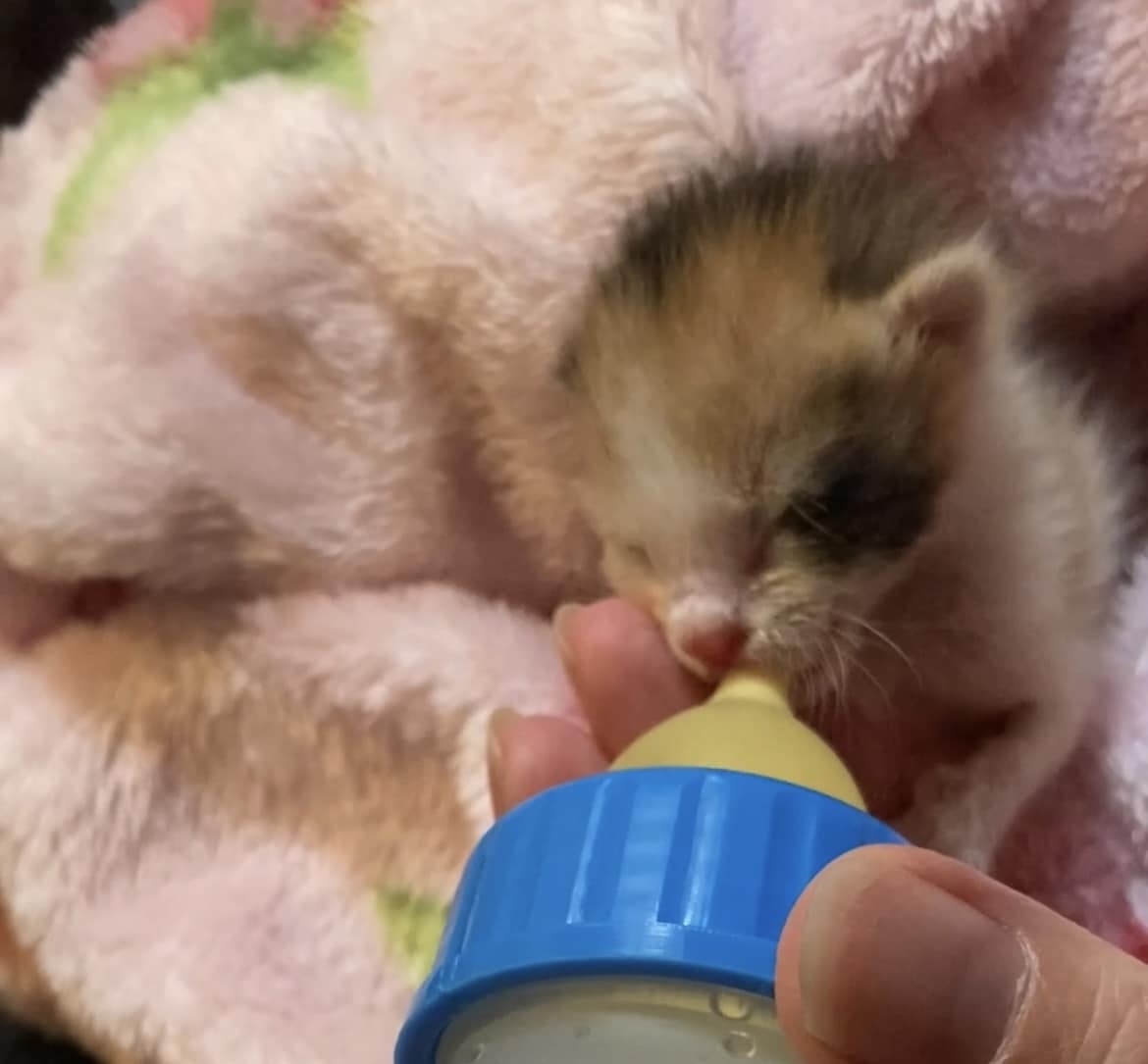 保護子猫の育て方（初心者歓迎）丁寧にサポートします 乳飲み子猫の命をつなぐ技術と知識、伝えます,ﾟ.:｡+ﾟ イメージ9