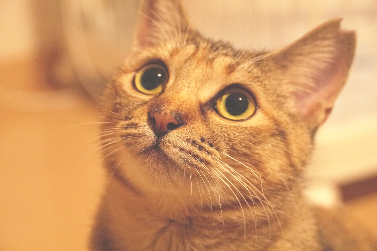 手紙屋こまちが結婚式スピーチを作成します そろそろ、長いだけのつまらないスピーチやめませんか？ イメージ1