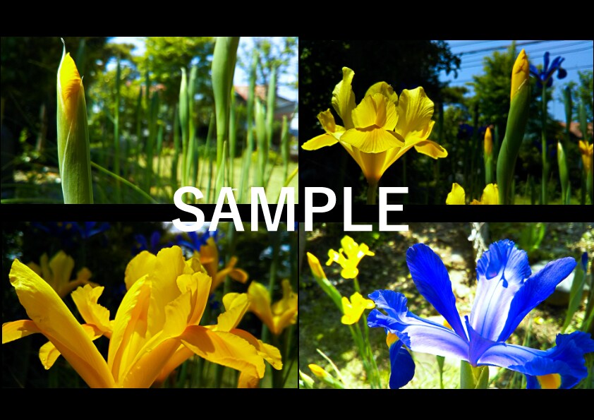 気軽に使えるワイドサイズの「春の花」写真提供します HPやブログなどの素材にどうぞ・蕾写真があるもの含めて24枚 イメージ3