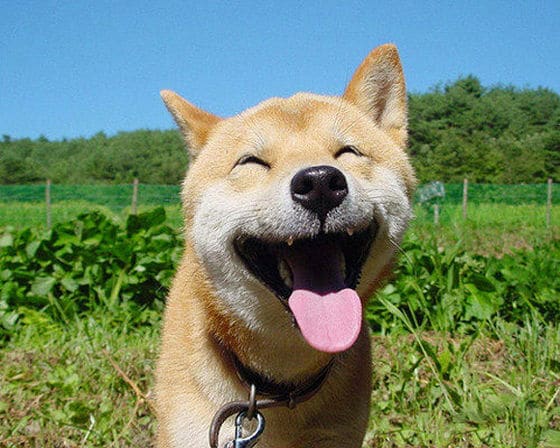 愛犬との関係がわかる方法を簡単に教えます ペットの気持ちがわからない人におススメ！ イメージ2