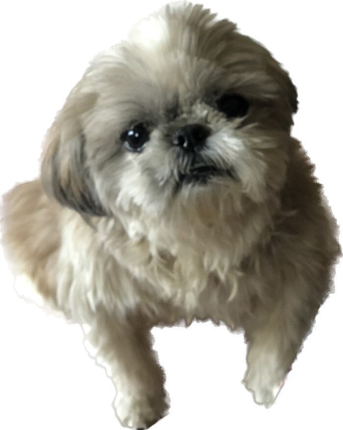愛犬や愛猫のステッカーを作ることができます イラスト/似顔絵/犬/猫/動物/ステッカー/ゆるふわ イメージ4