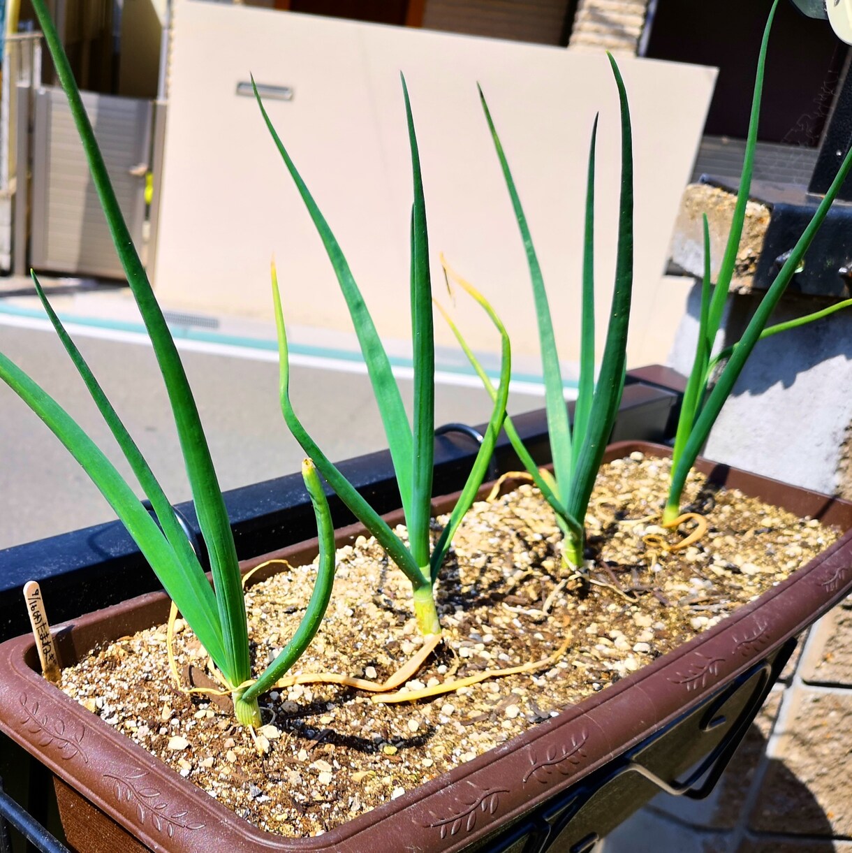 プランター無農薬・無化学肥料の野菜作りお教えします あなたの環境に合った優しい家庭菜園が学べます イメージ4