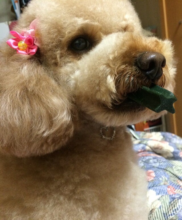 わんちゃんのリボンの作り方教えます！！ イメージ1