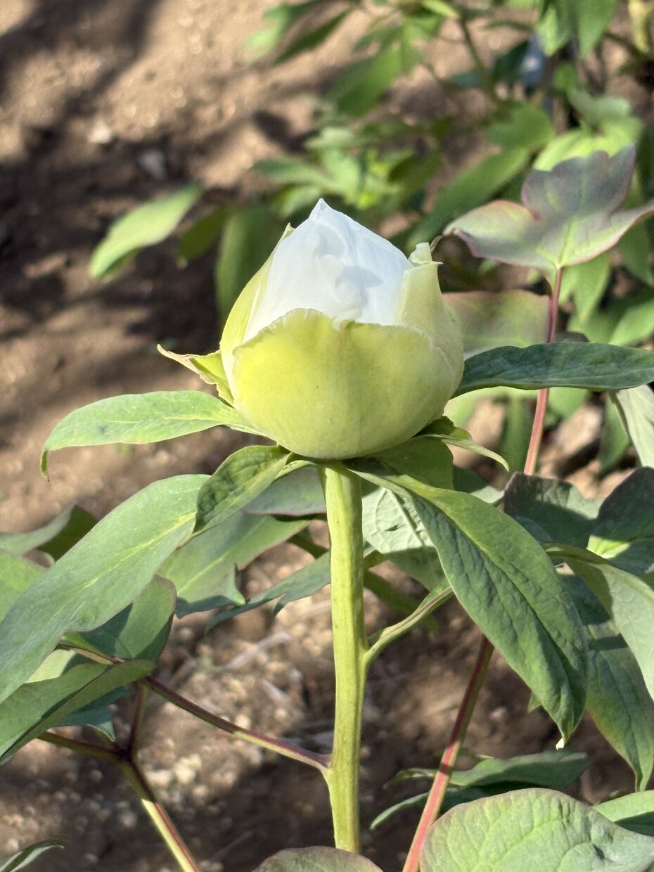 未亡人のお話し聞きます 喪失の痛みに寄り添い、ひとりじゃないと感じてほしい♡ イメージ3