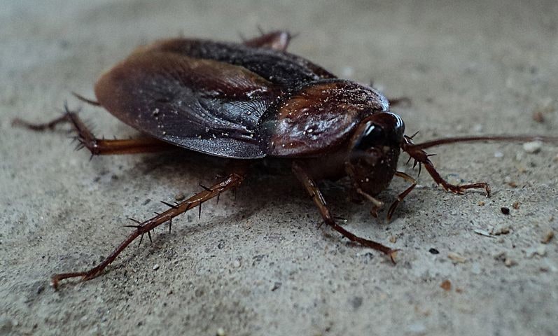 ゴキブリ駆除情報アドバイス致します 嫌なゴキブリを家の中に侵入させない イメージ1