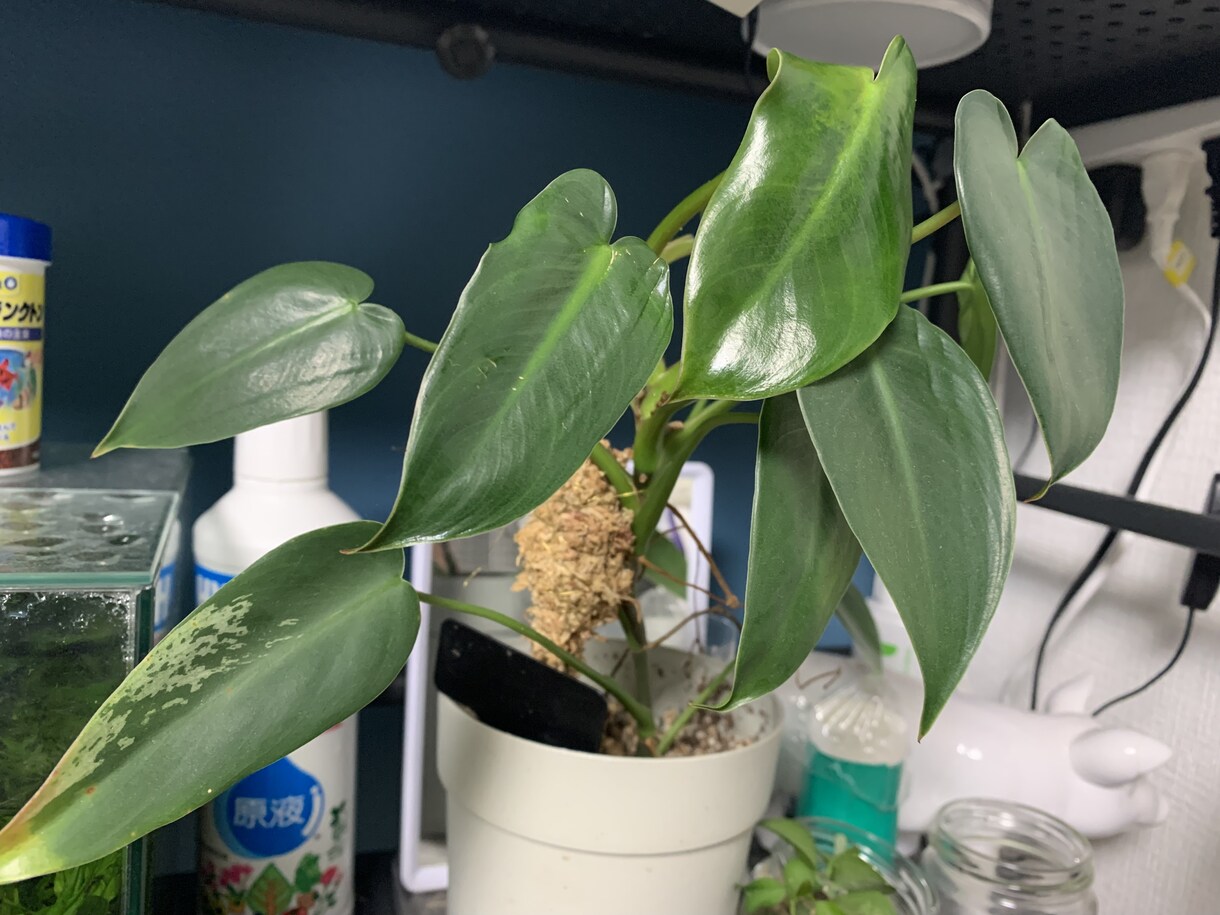 観葉植物の飼育方法などご相談聞きます 育て方がわからない方よく枯らしてしまう方など相談ください。 イメージ4